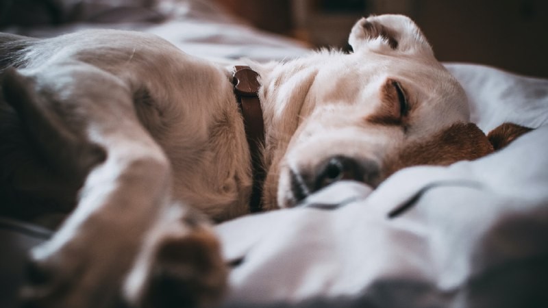 Видят ли собаки сны? 💤💤💤