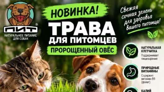 🌱 НОВИНКА В ПИТ — СВЕЖАЯ СОЧНАЯ ЗЕЛЕНЬ ДЛЯ ВАШИХ ПИТОМЦЕВ! 🐾