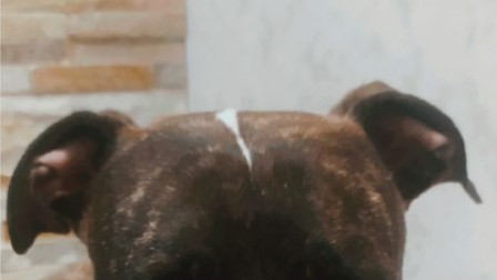 А вы уже готовы к дачному сезону? 🐶🥕