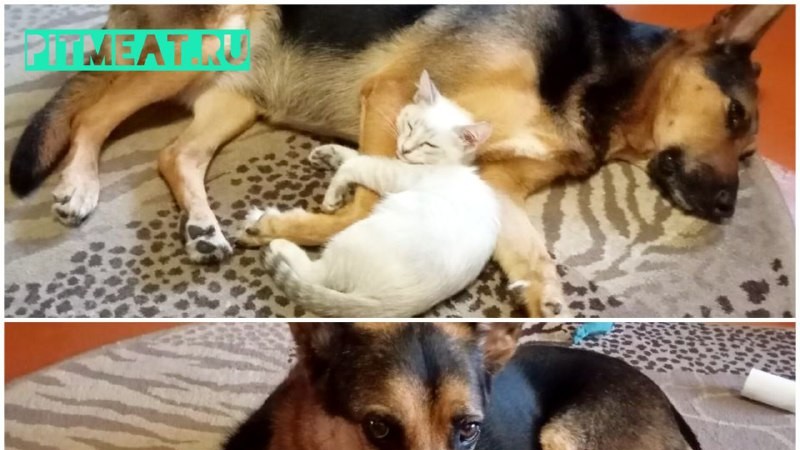 Первые неуверенные попытки и атака хищника - акула от Fancy Pets прошла проверку самыми маленькими 😻🦈❤️ Оформите заказ на сайте pitmeat.ru или позвоните +79955-023-023, или напишите в Телеграм t.me/pitmeatsale Ждём Вас в гости в нашем маг...