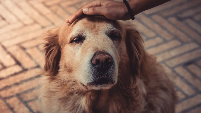 Канистерапия: исцеляющая сила взаимодействия с животными. ❤🧡❤