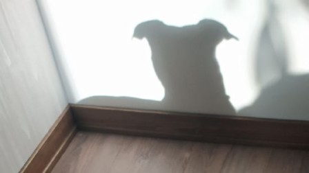 С прекрасным солнечным зимним днём!☀️🐶🕶
