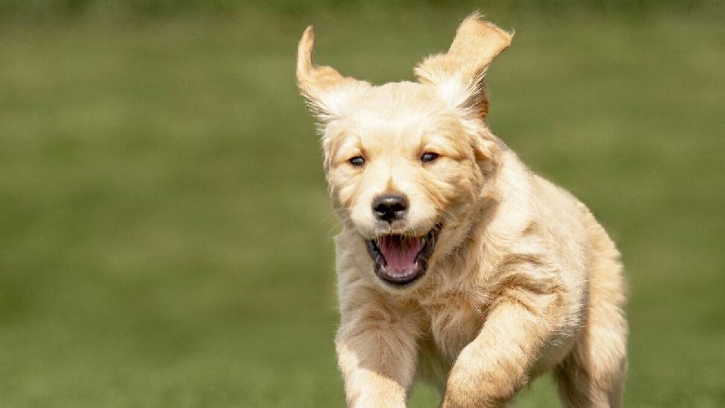 🐕Кинологи предупредили о начале сезона клещей в России