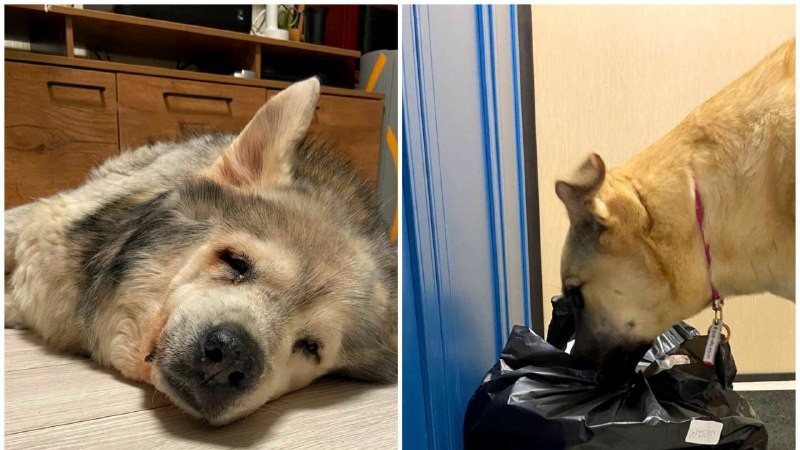 Одна собака хорошо, а две лучше:
