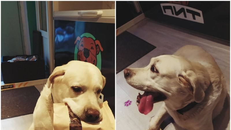 Порцию умиления дарит нам этот Сладкий пирожок! Ждём снова в гости! 🥰🐶☺️