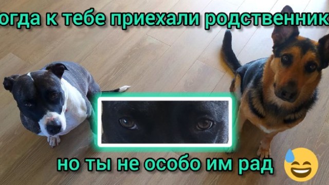 А как ваши питомцы реагируют на гостей? 🐶😒😂