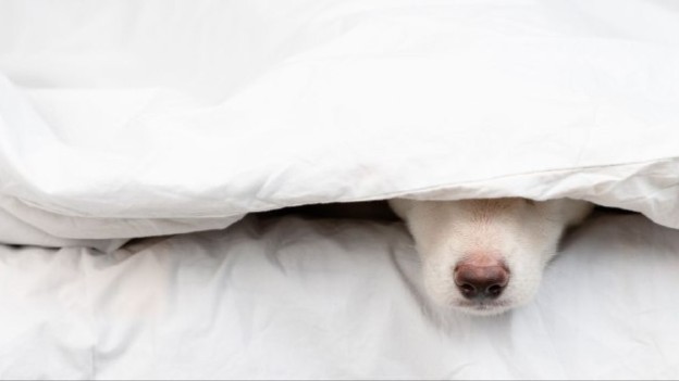 Опять похолодало🥶 Утепляем усы, лапы и хвосты 🐱🐶🌨️
