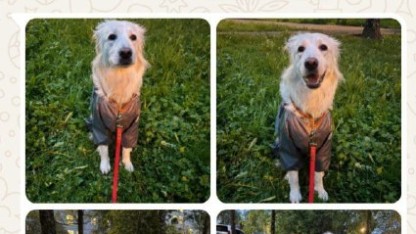 Подъехали отзывы довольных клиентов. Очень рады стараться для вас! ❤️🥰🐶