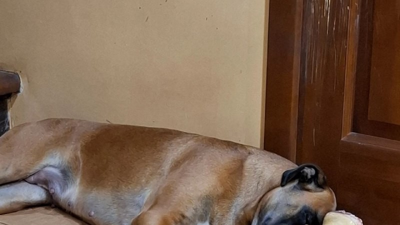Радуемся отзывам наших клиентов! 🐶